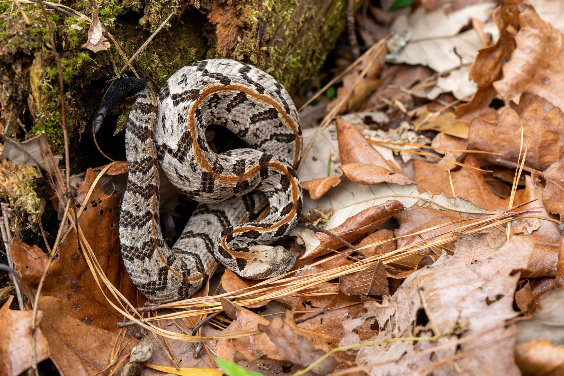 Captivating Surfaces: The Deadly Grace Of A Timber Rattler Background