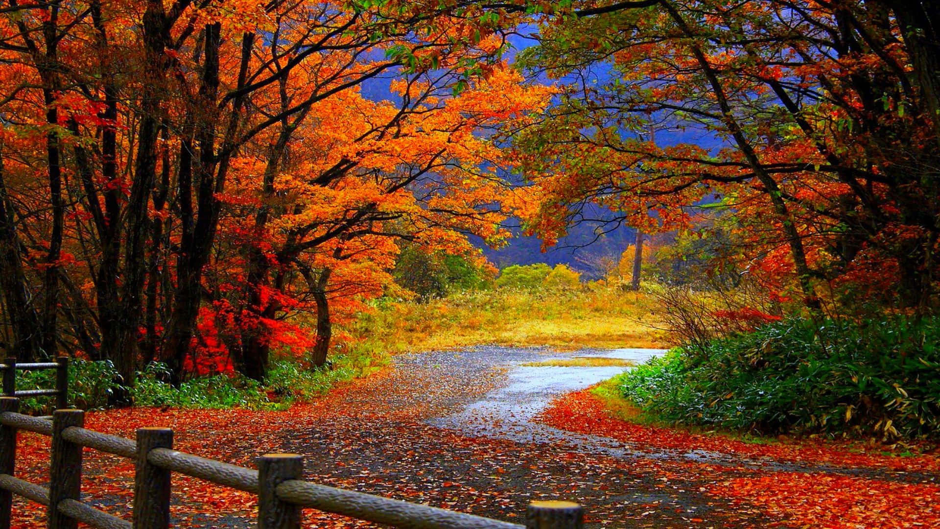 Captivating Trees And Path Trail Fall Laptop Background