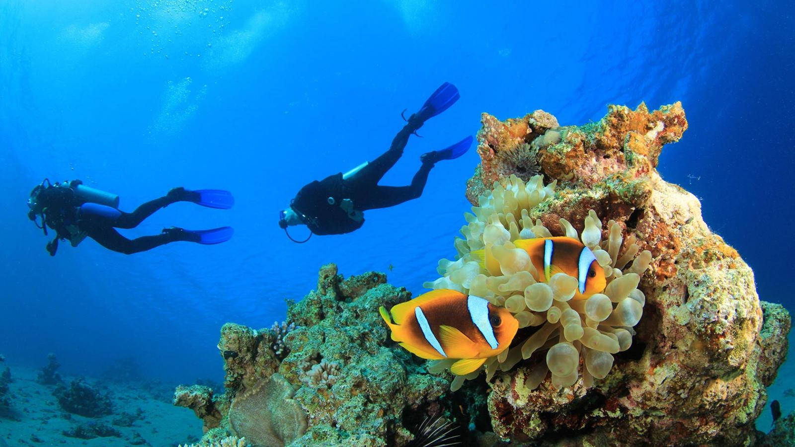 Captivating Underwater Exploration With Clown Fishes Background