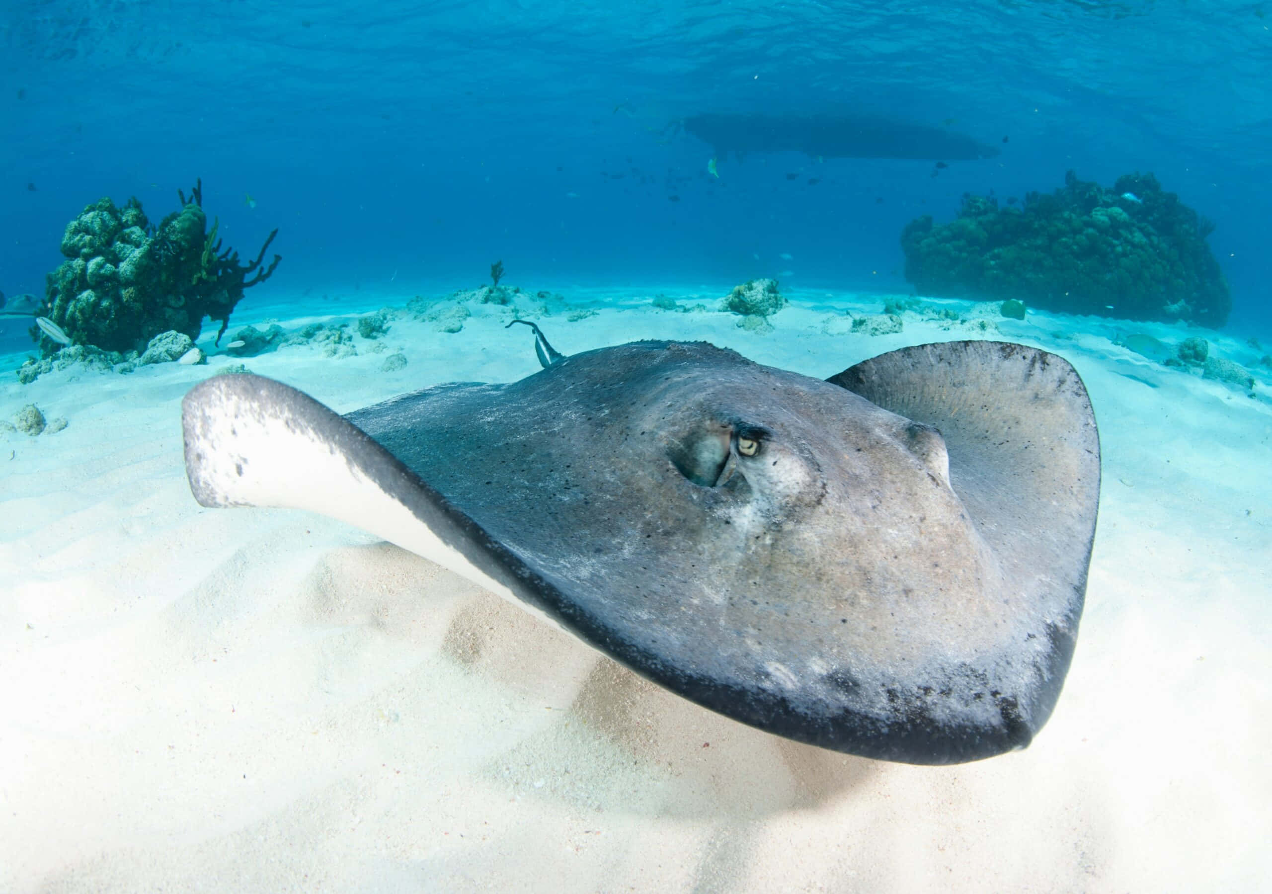 Captivating Underwater Scene With A Tranquil Stingray Background