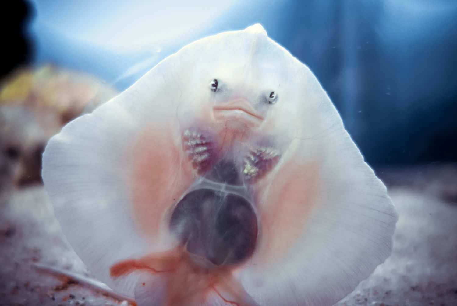 Captivating Underwater View Of A Stingray