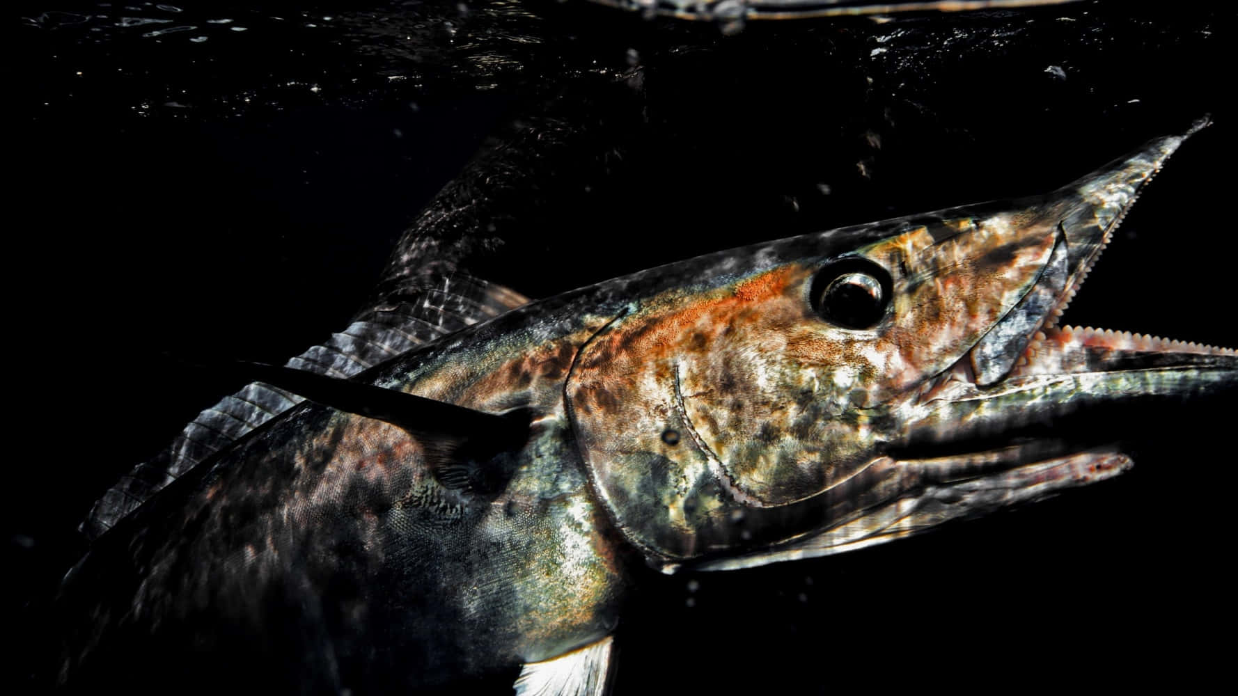 Captivating Underwater View Of A Thriving Wahoo Fish