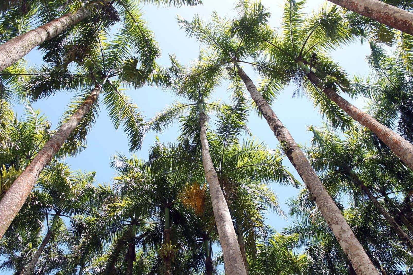Captivating View Of Garden Of Palms In Paramaribo Background