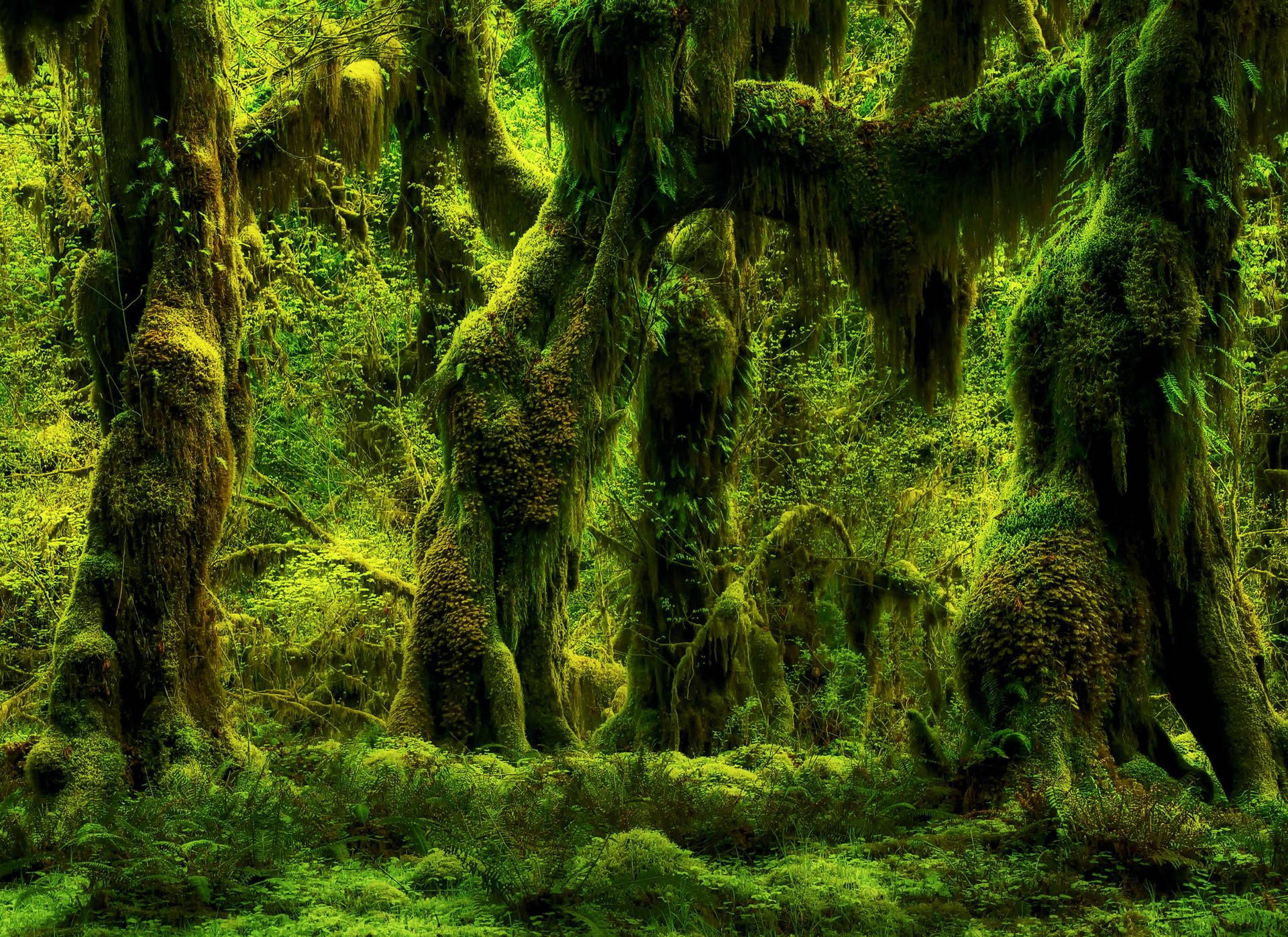 Captivating View Of The Hoh Rainforest In Washington Background