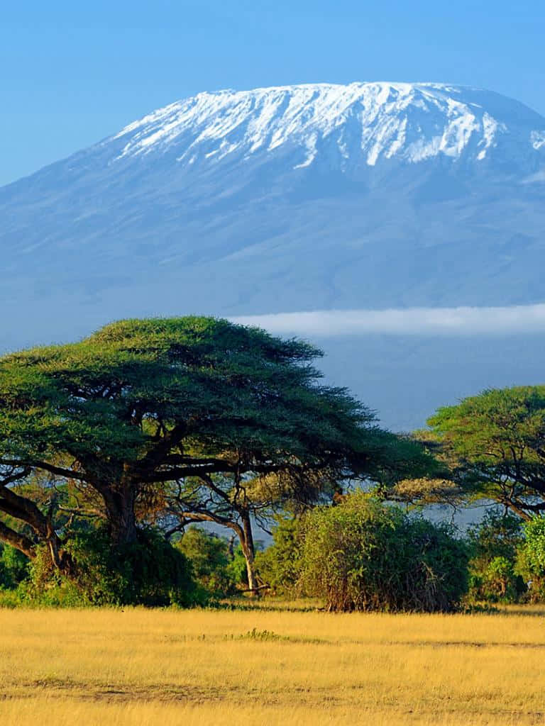 Captivating Vistas Of Mount Kilimanjaro Forest Background