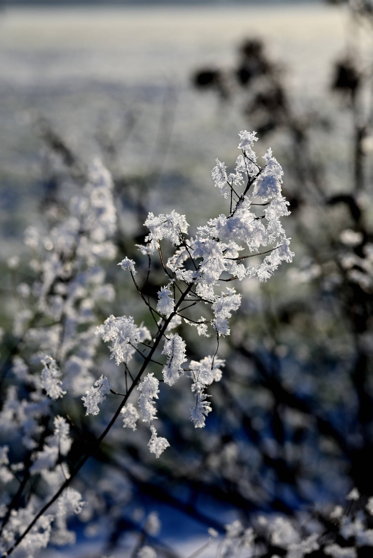 Captivating White Cherry Blossom Wallpaper For Iphone Background