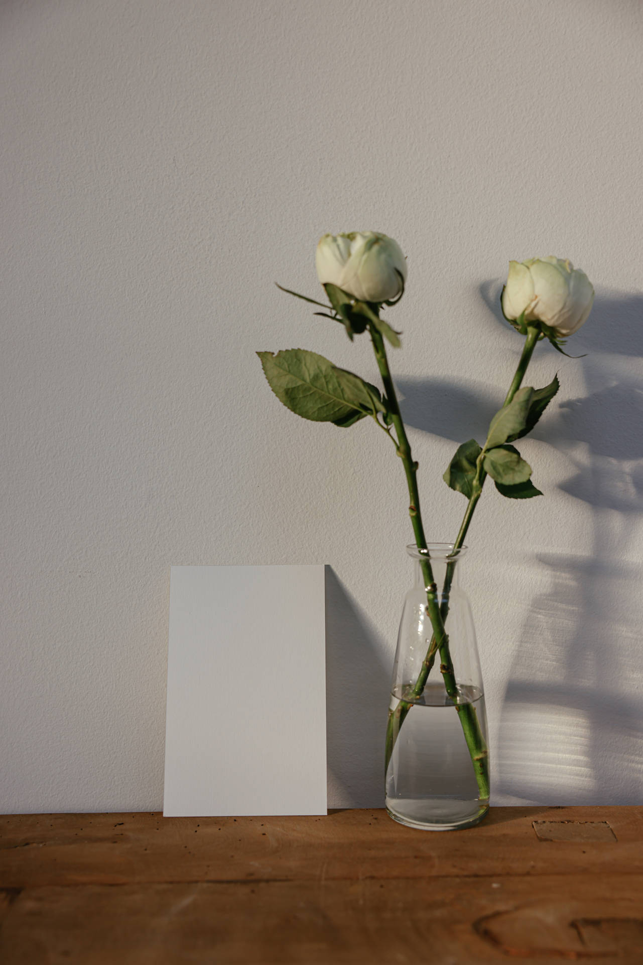 Captivating White Roses In Full Bloom Background