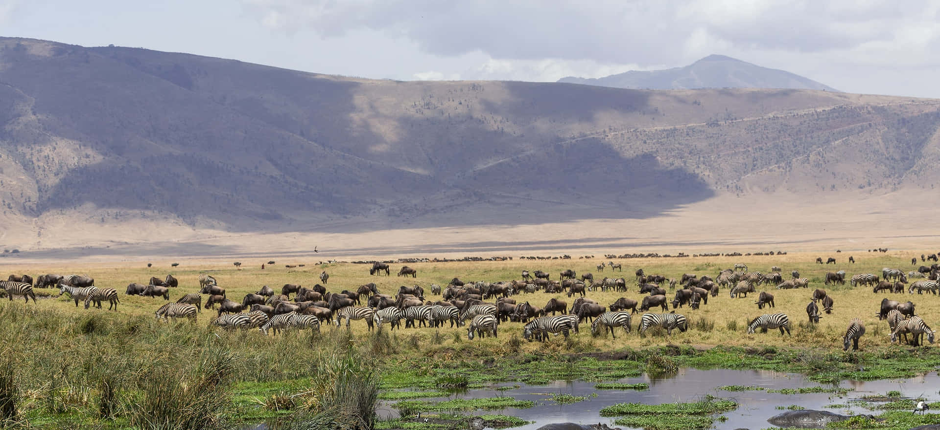 Captivating Wildlife At The Ngorongoro Crater In Northern Tanzania