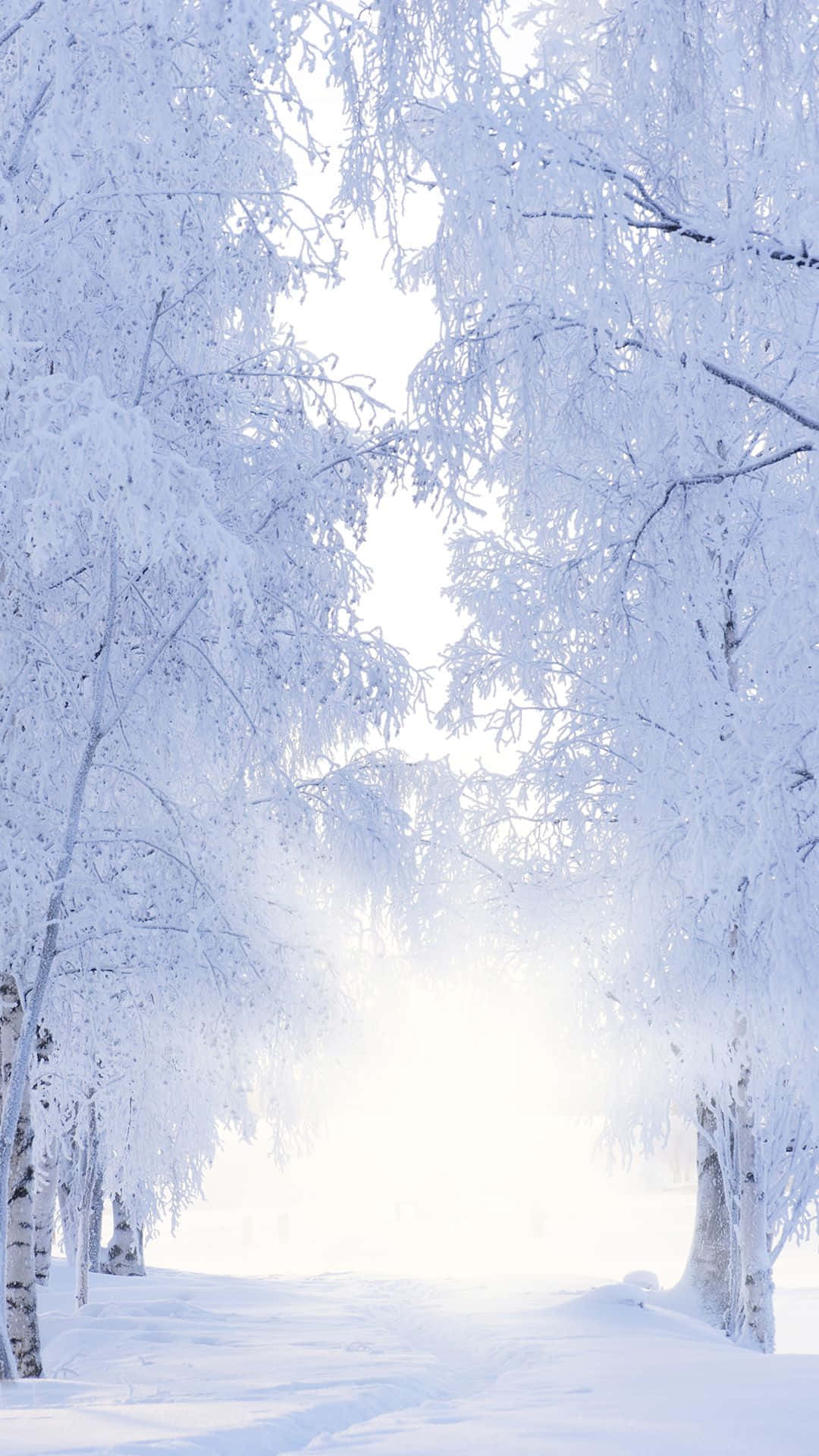 Captivating Winter Scenery On Iphone 6 Plus Background