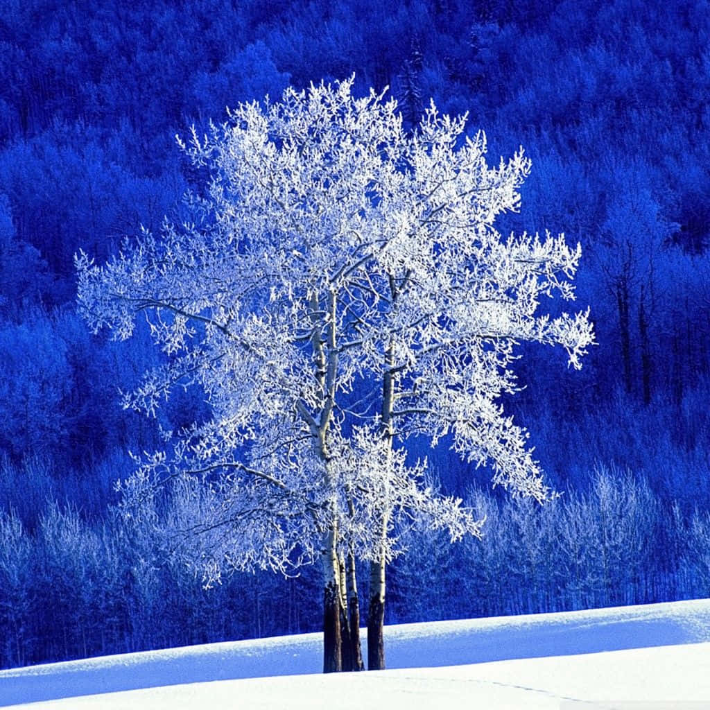 Captivating Winter Wonderland Scene Background