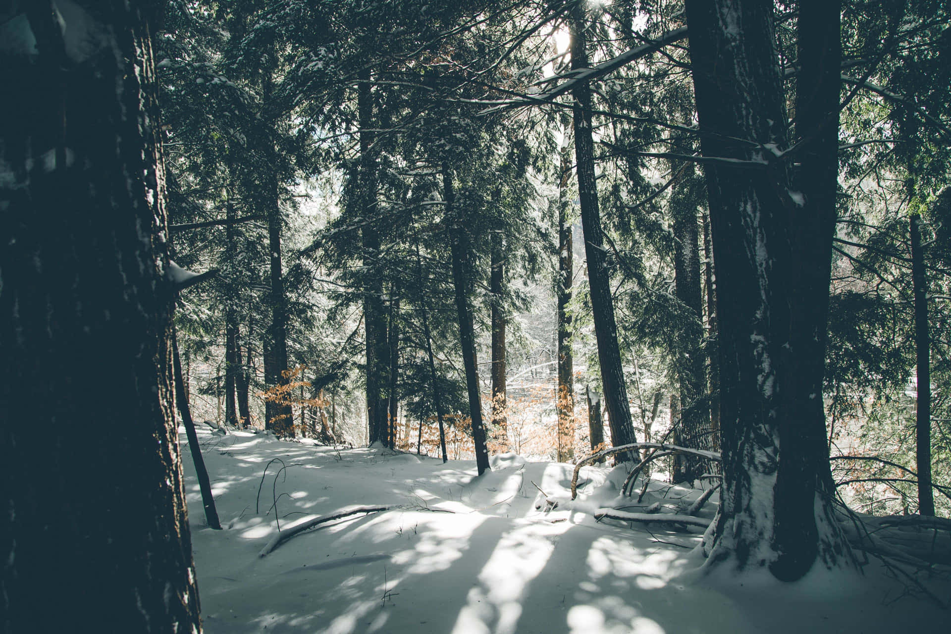 Captivating Winter Wonderland Background