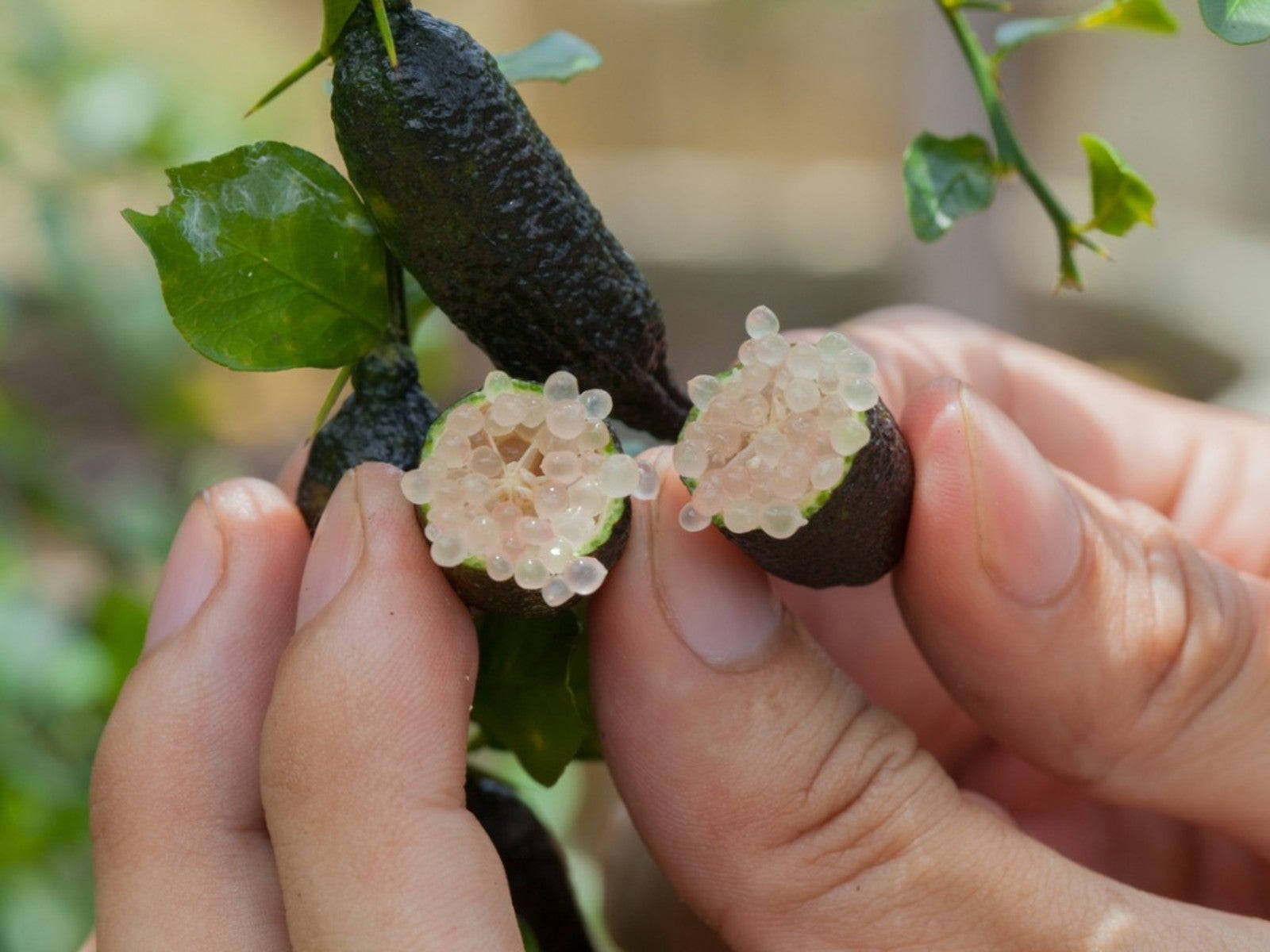 Captivating World Of Finger Limes Background