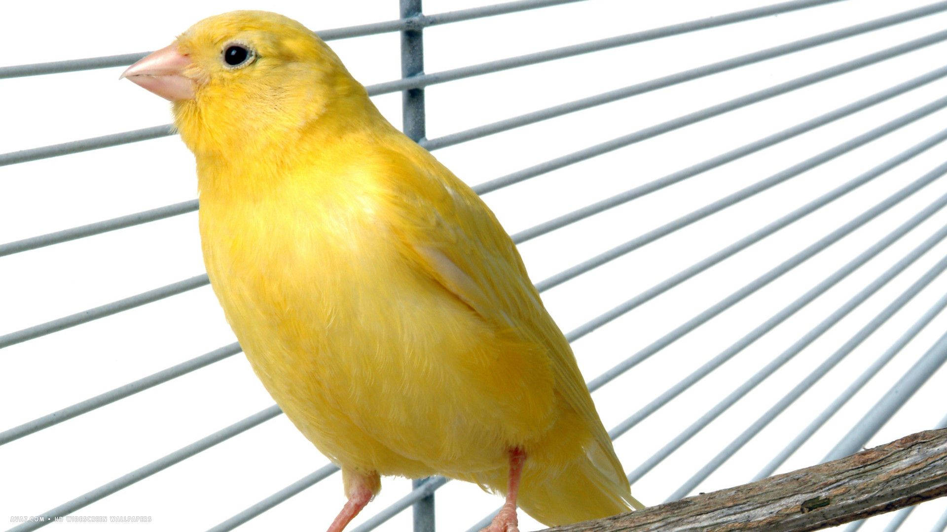 Captivating Yellow Bird Perched Inside A Cage Background
