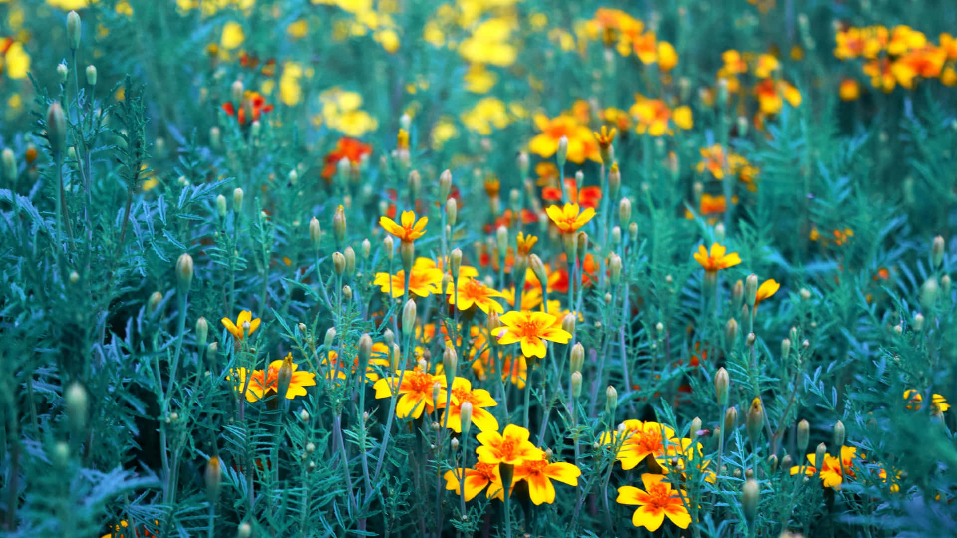 Captivating Yellow Flower Aesthetic Desktop Wallpaper Background