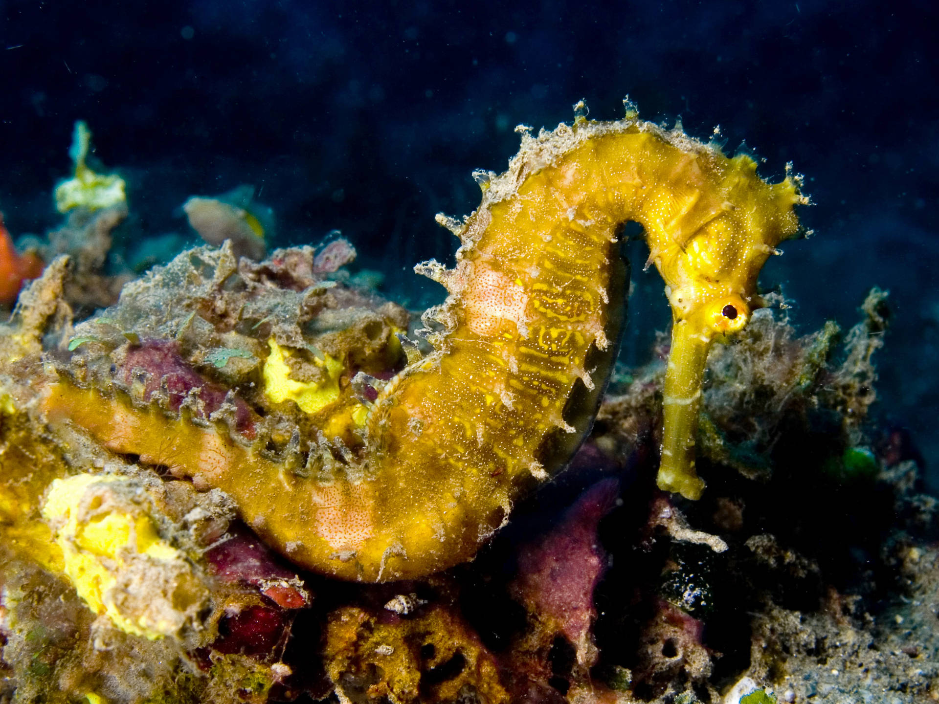 Captivating Yellow Seahorse
