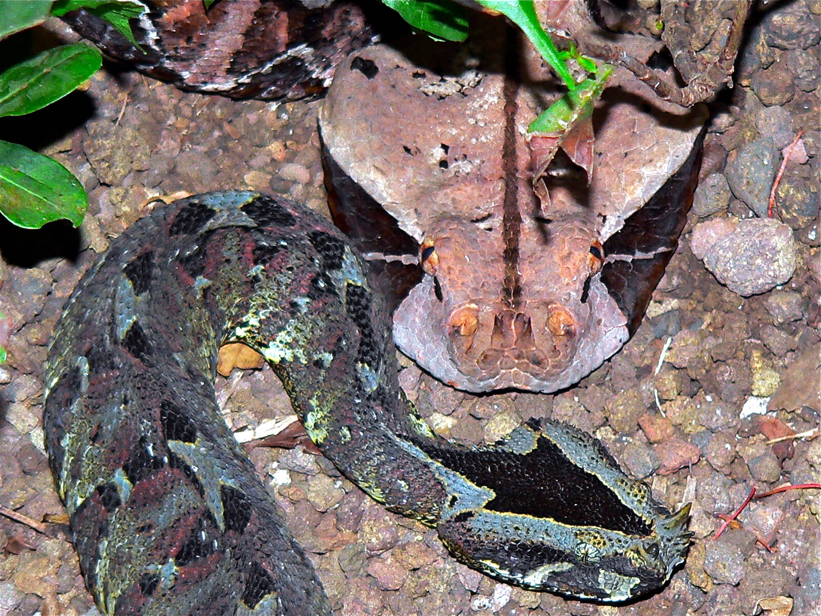 Captive Specimens Gaboon Viper And Rhinoceros Viper Background