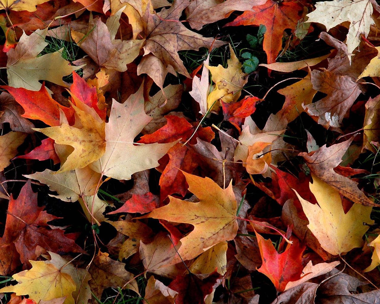Capture Nature's Beauty With This Photo Of Vibrant Fall Leaves Background