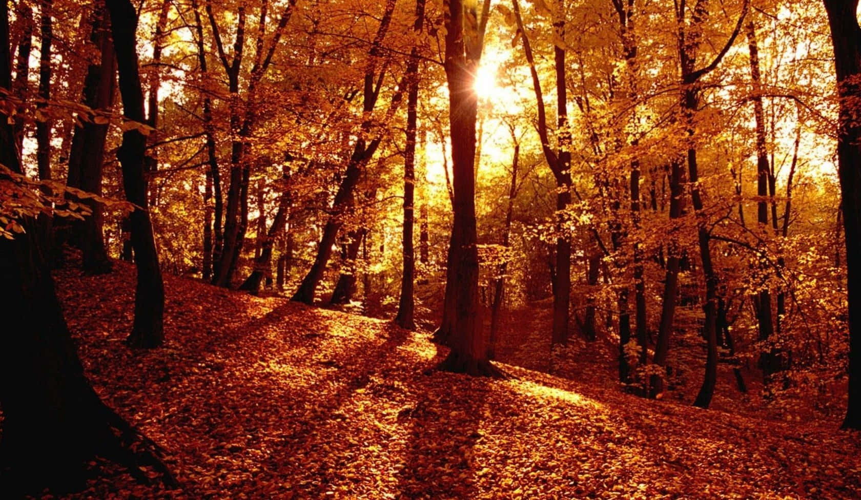 Capture The Autumn Beauty Of The Season With This Stunning Tumblr Autumn Desktop Wallpaper. Background