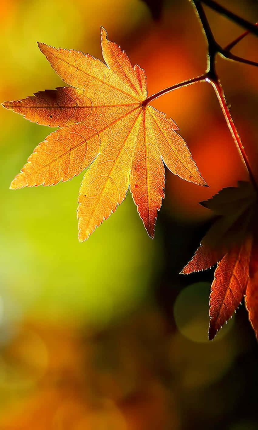 Capture The Beauty Of Fall With The Autumn Leaves Phone Background