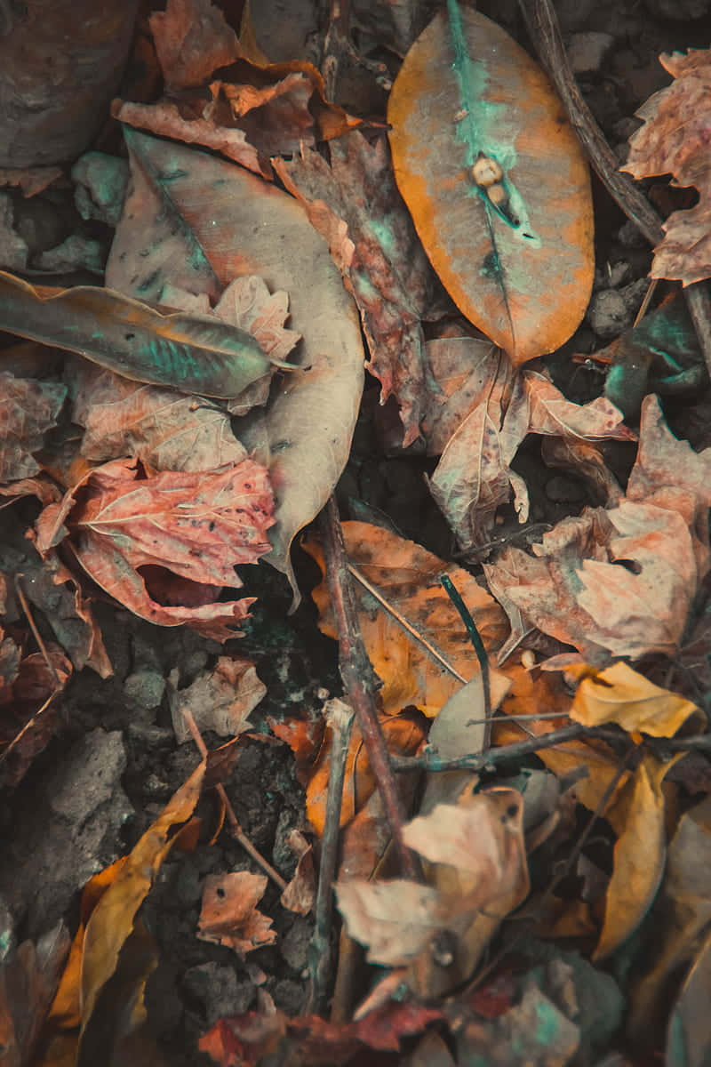 Capture The Beauty Of Fall With These Vintage Vibes