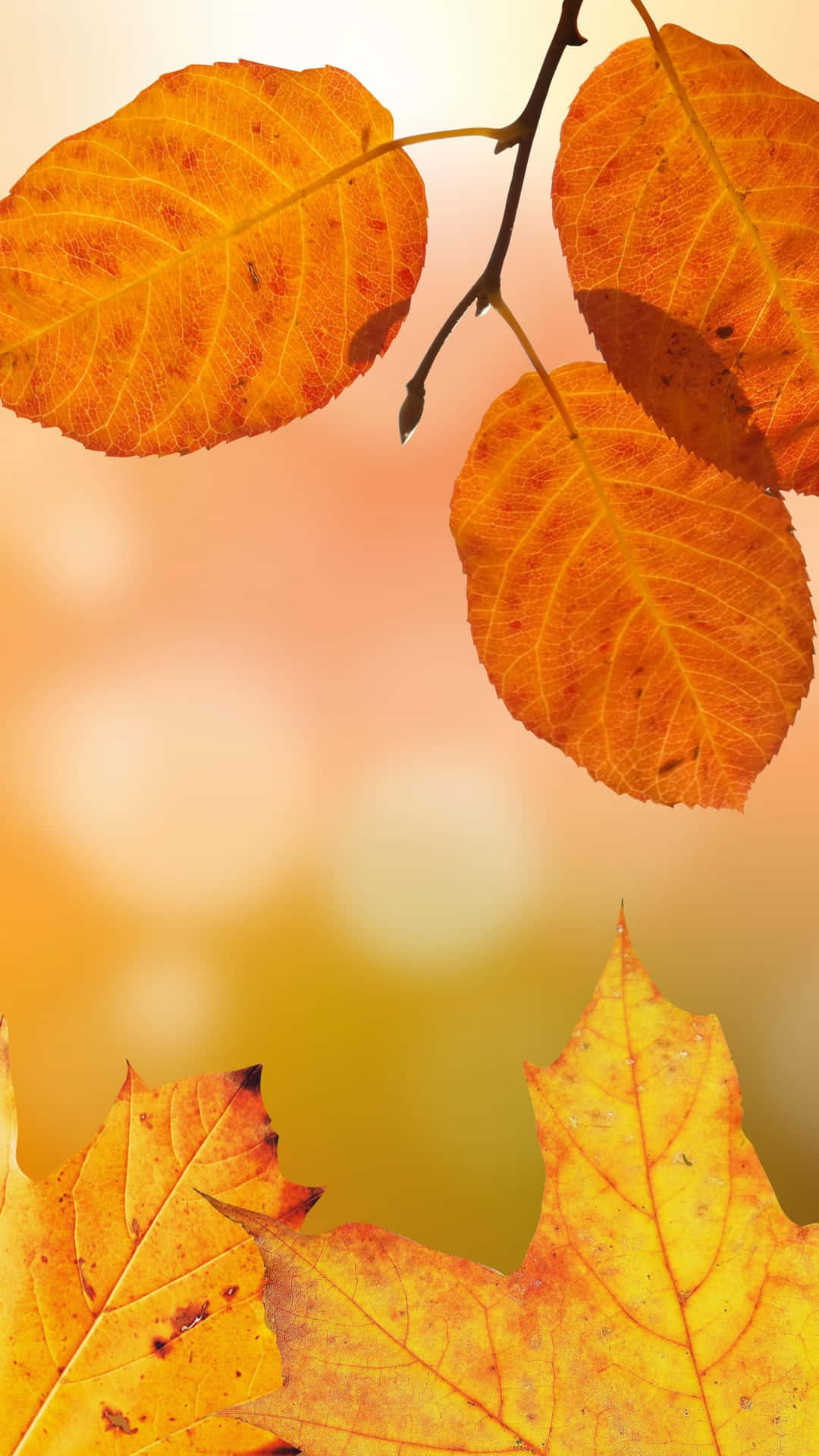 Capture The Beauty Of Fall With This Mesmerizing Iphone Wallpaper.