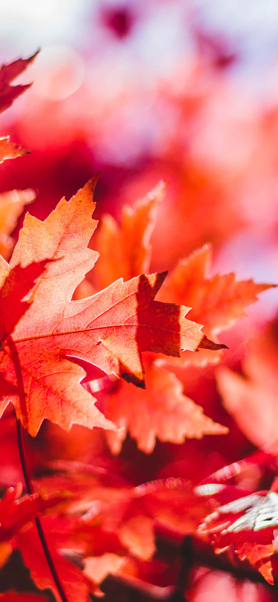 Capture The Beauty Of Fall With This Vibrant And Stylish Fall Leaves Iphone Wallpaper.