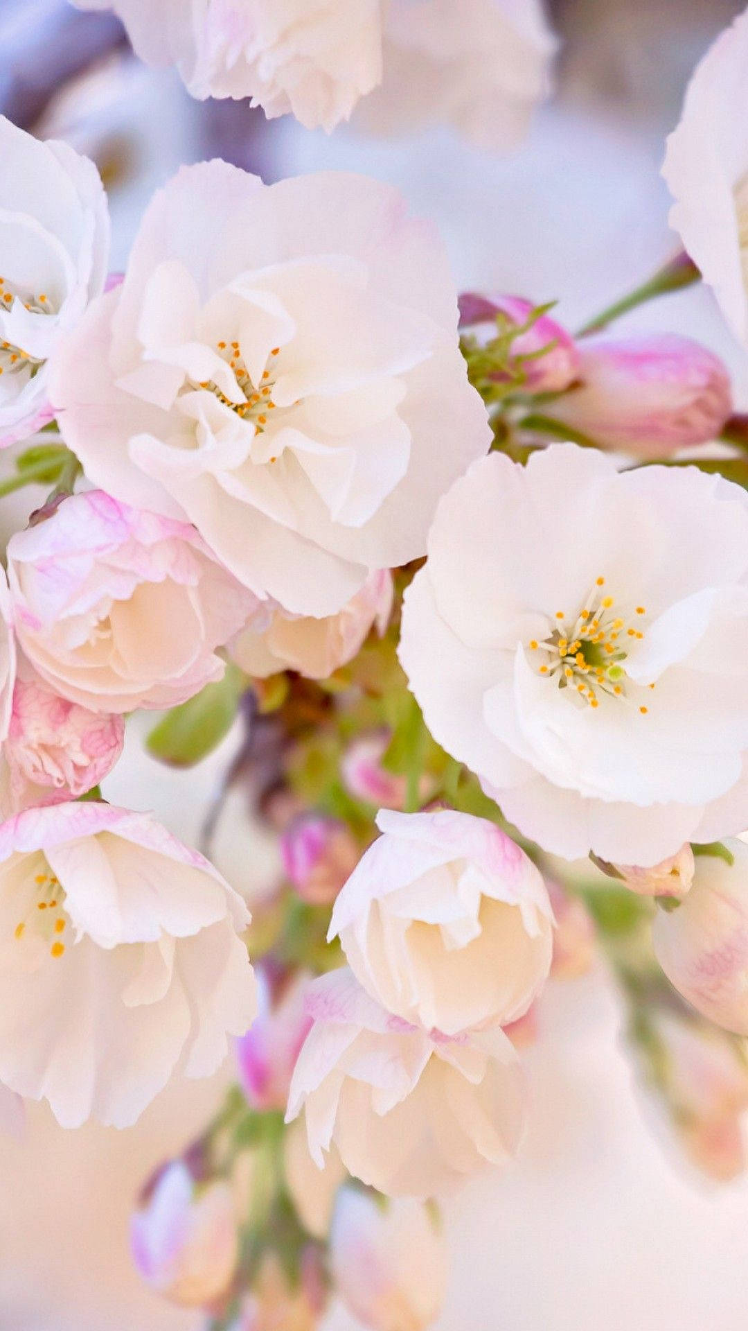 Capture The Beauty Of Spring With An Iphone Background