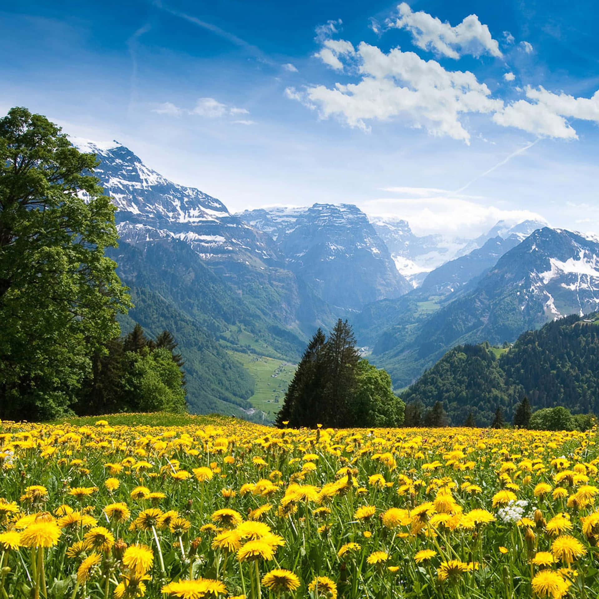Capture The Beauty Of Spring With Your Ipad Background