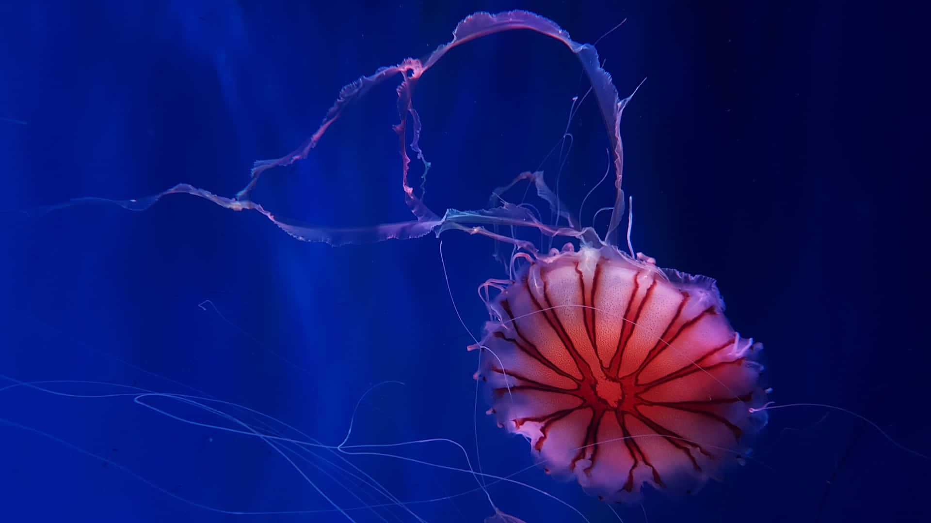 Capture The Beauty Of The Ocean With 4k Jellyfish