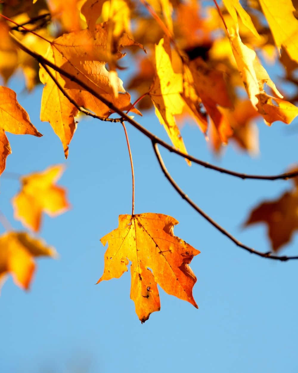 “capture The Beauty Of The Perfect Fall Season.” Background