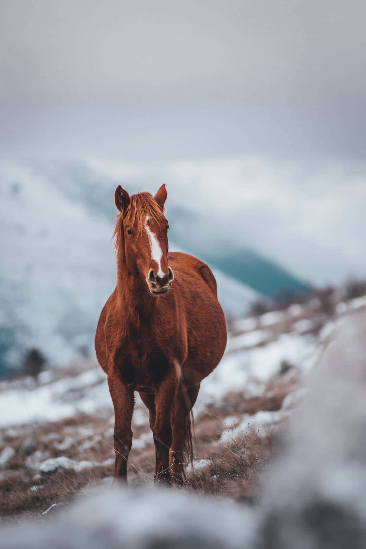 Capture The Beauty Of The Wild With This Stunning Horse Iphone 5 Wallpaper Background