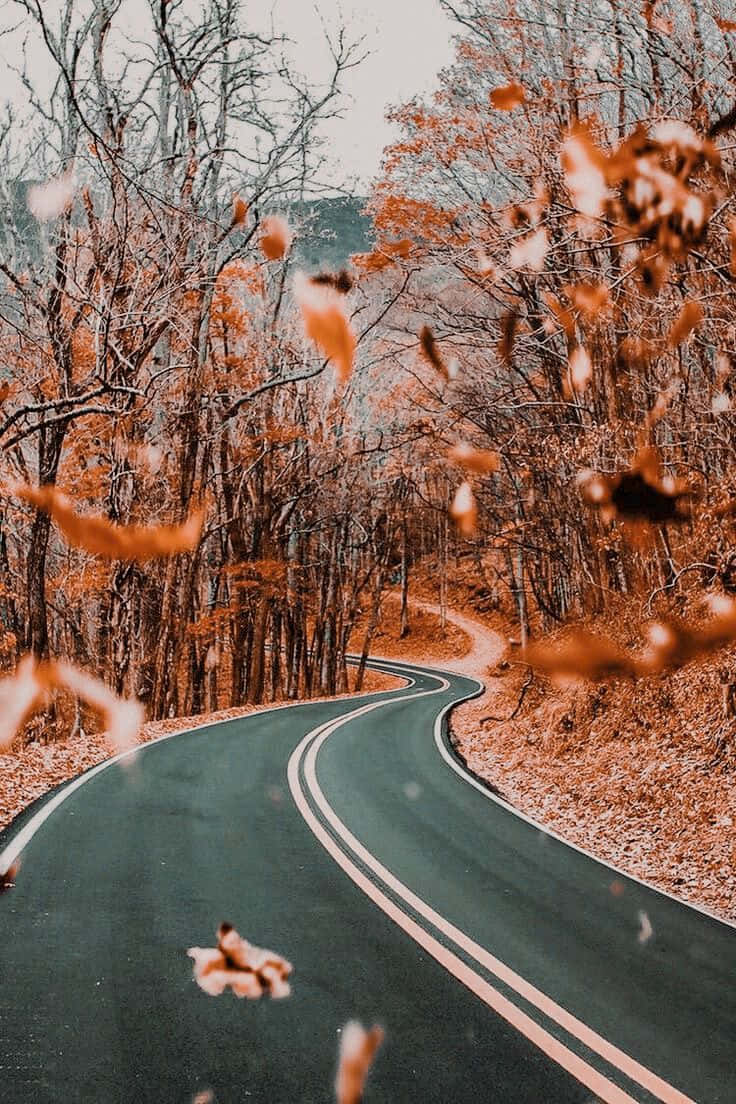 Capture The Beauty Of Vintage Autumn With This Vibrant Photograph Of A Forest In Autumn Foliage Background