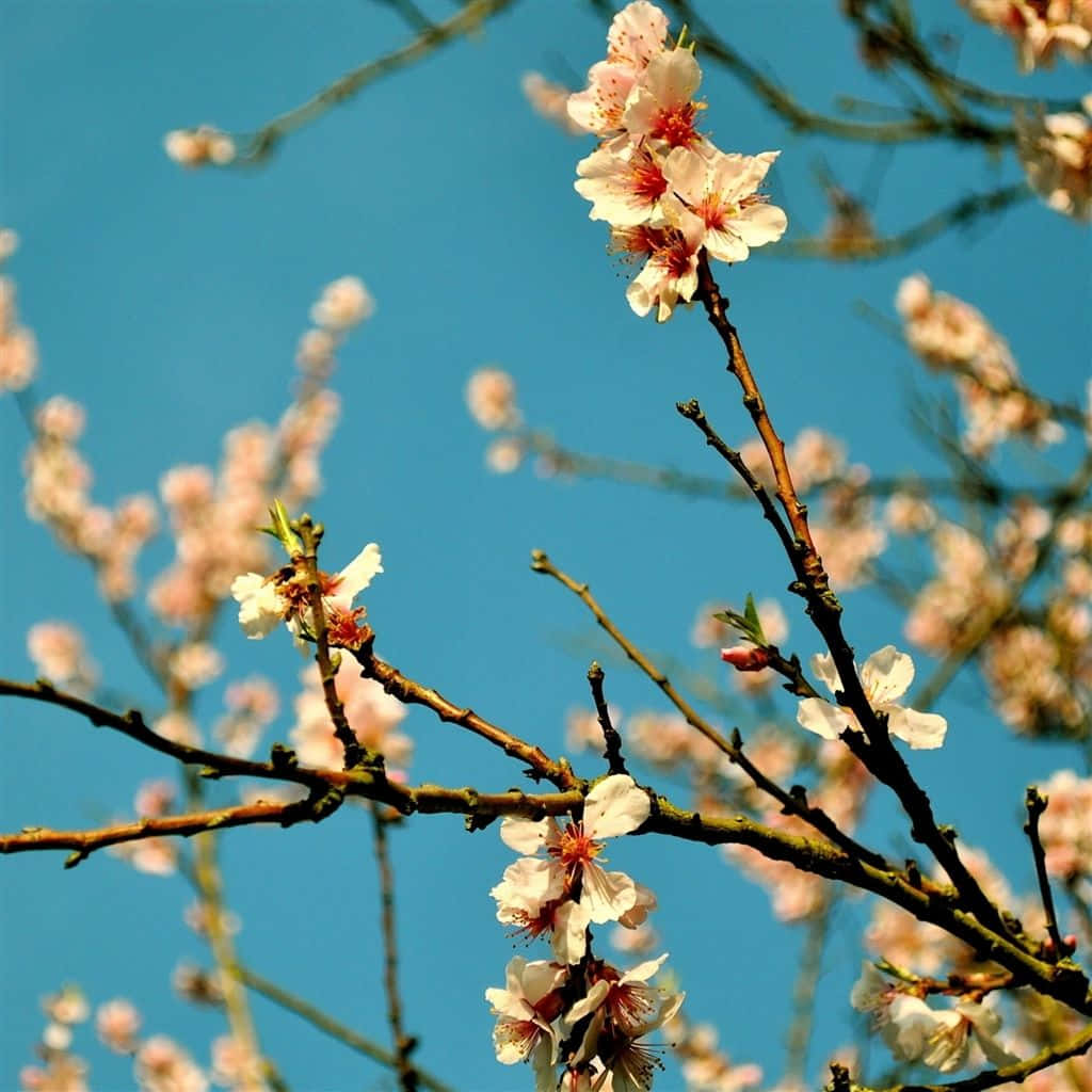 Capture The Joy Of Spring With An Ipad. Background