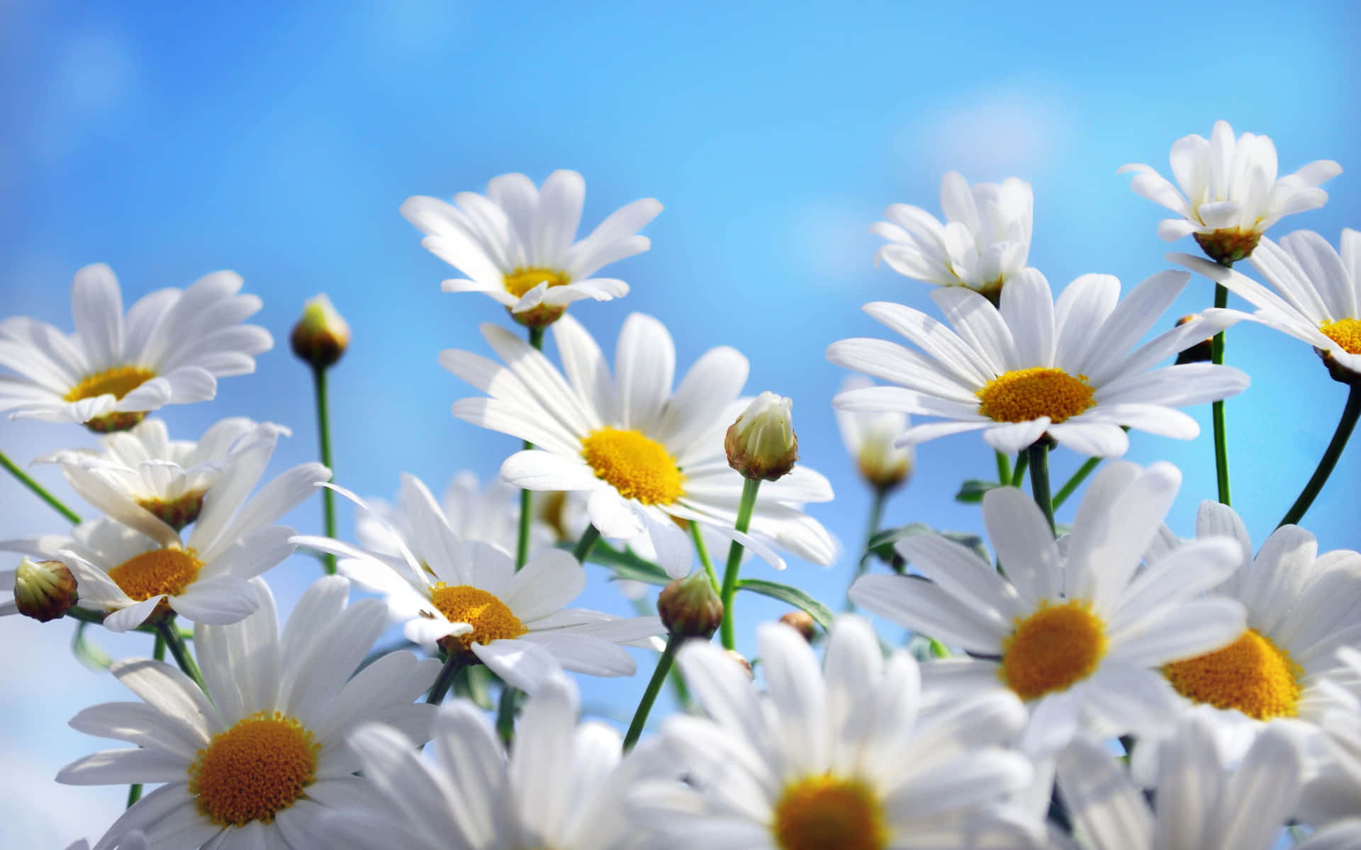 Capture The Moment With Daisy Laptop Background