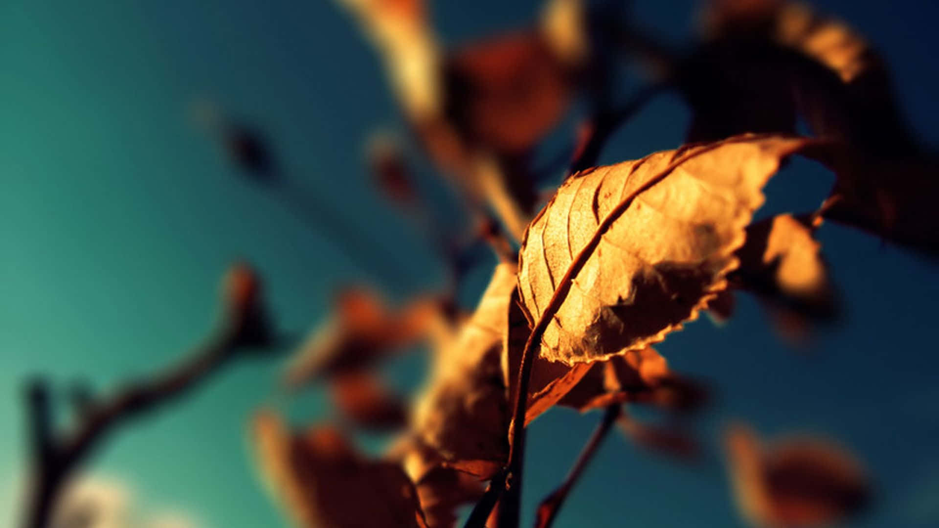 Capturing A Moment Of Nature In A Single Photo Background