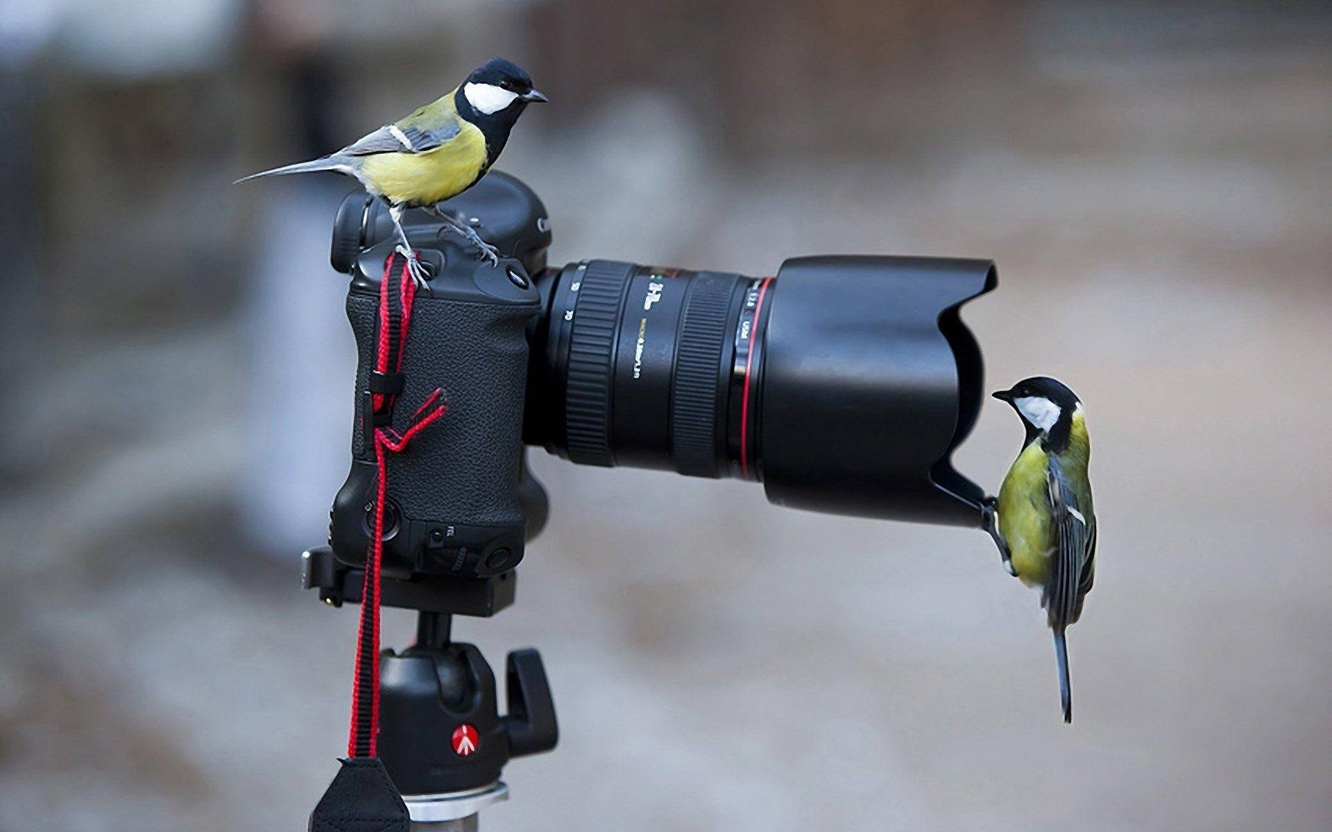 Capturing Nature's Wonders: Hd Camera With Birds Background