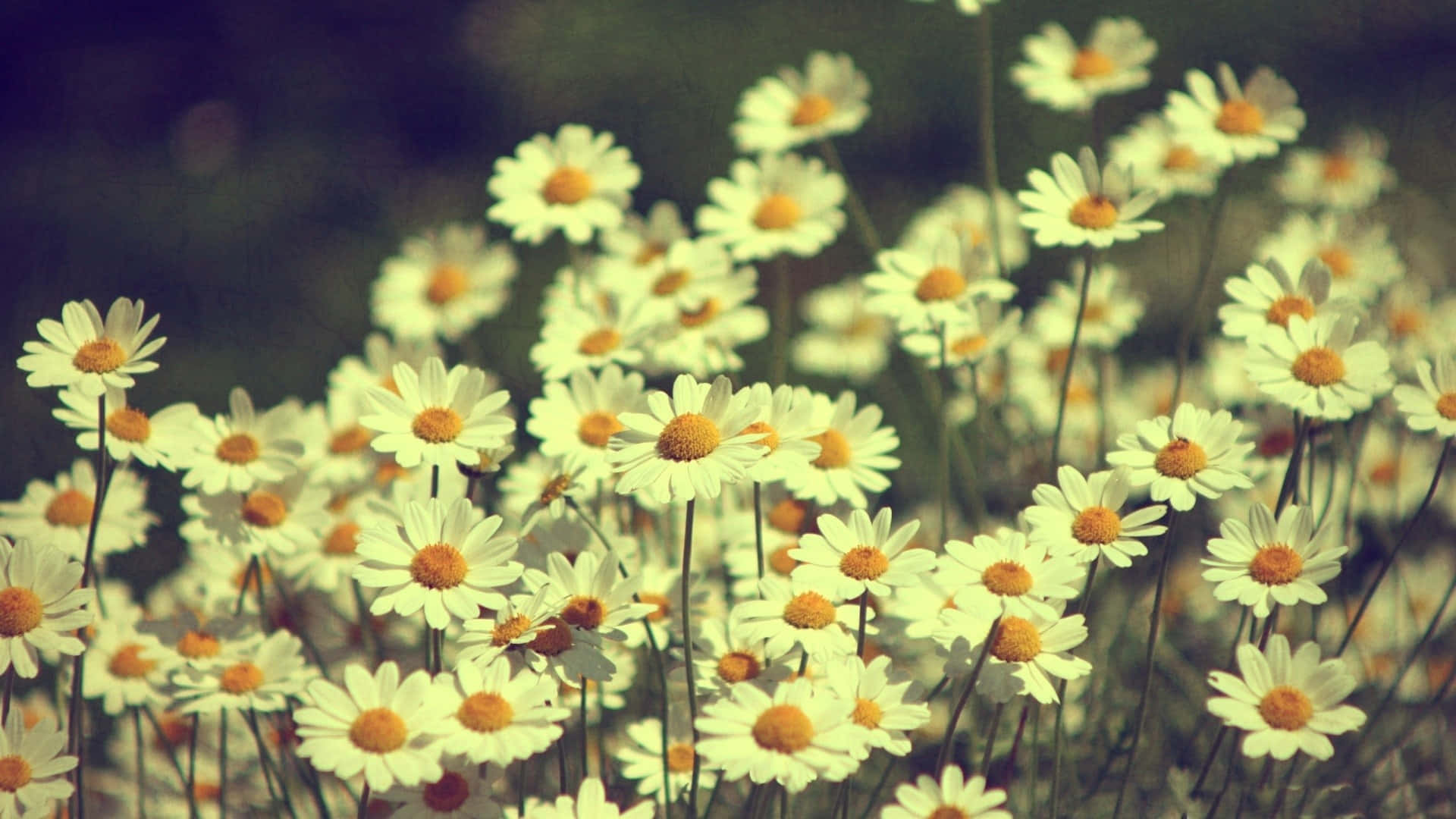 Capturing The Beauty Of Everyday Moments.