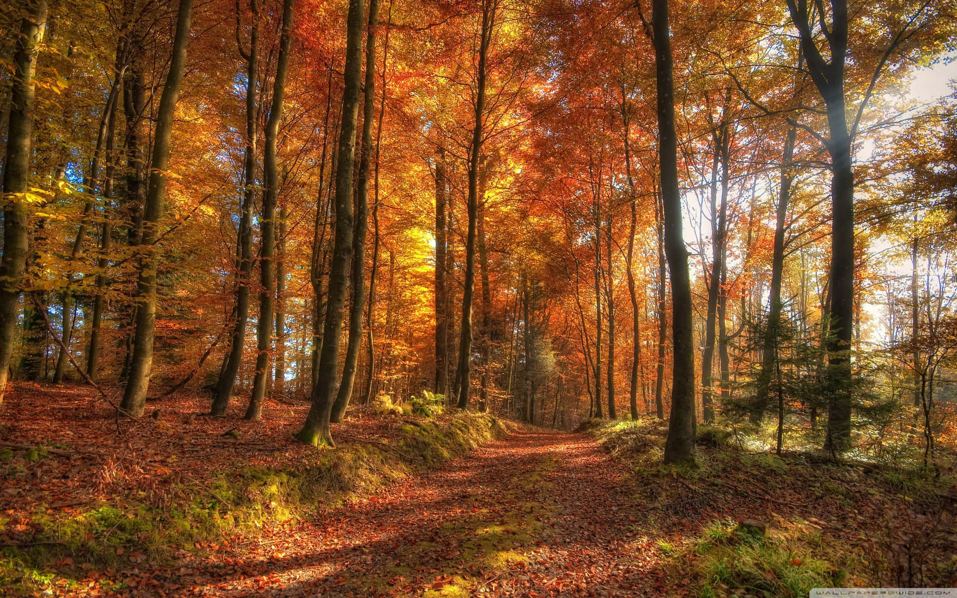 “capturing The Beauty Of The Fall Season” Background