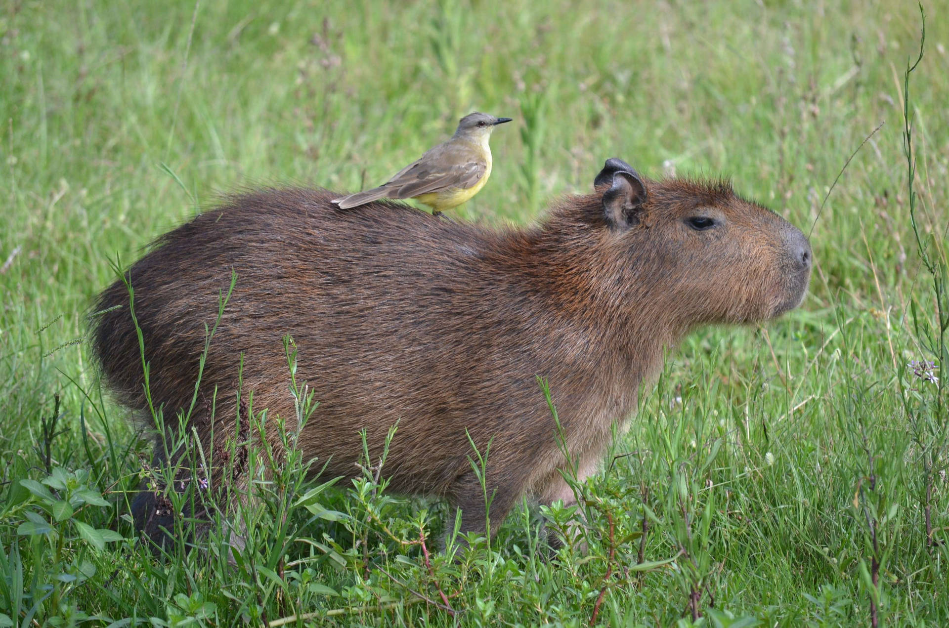 Capybara And Cattle Tyrant Background