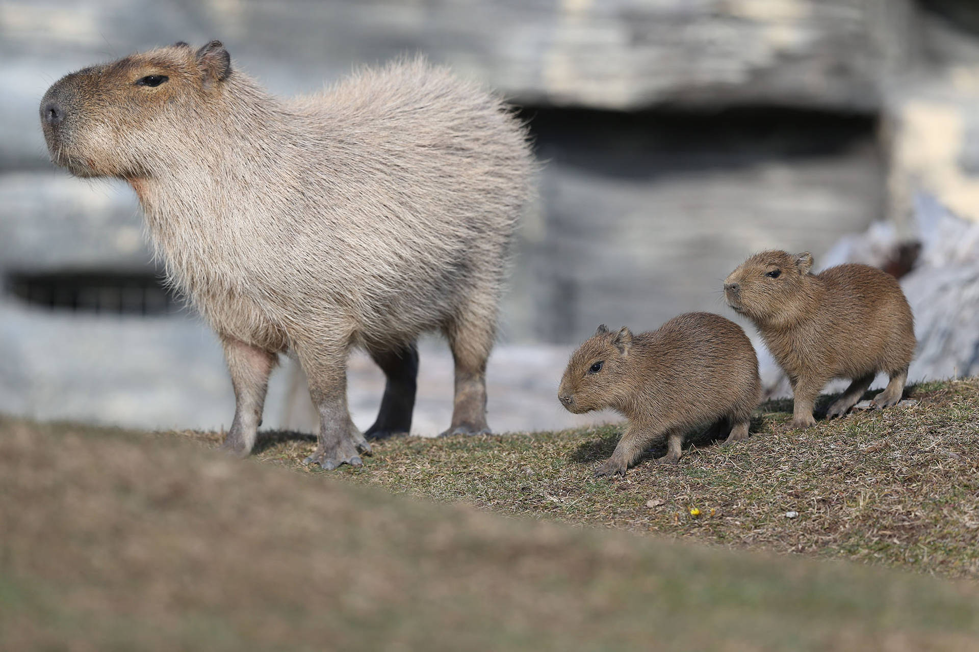 Capybara Babies Following Mom