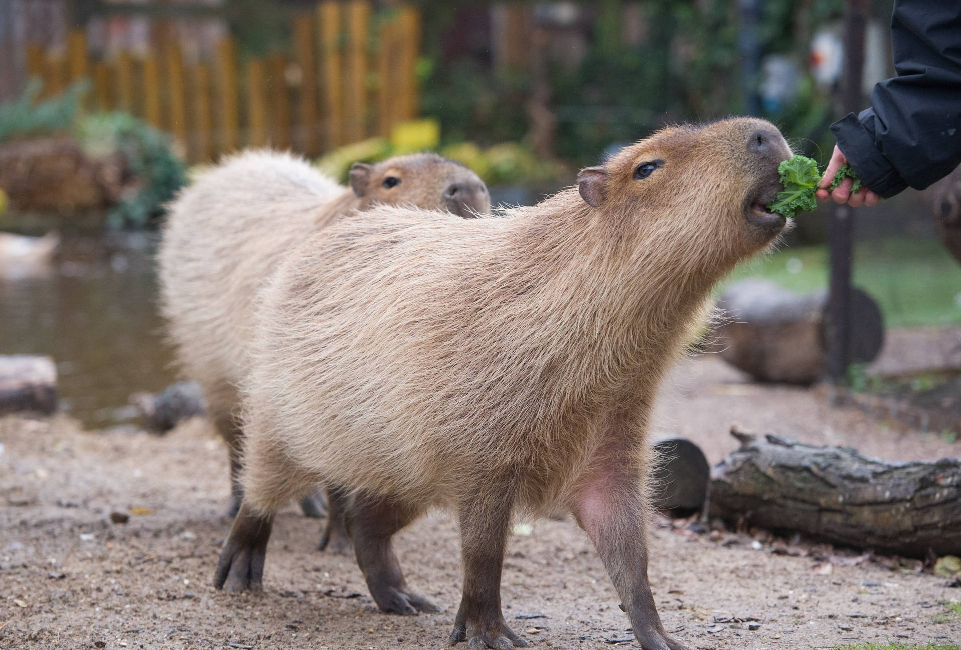 Capybara Biting On Lettuce Background