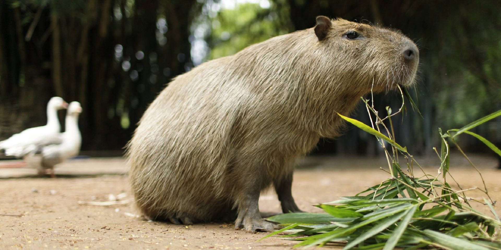 Capybara Chewing Leaves Background