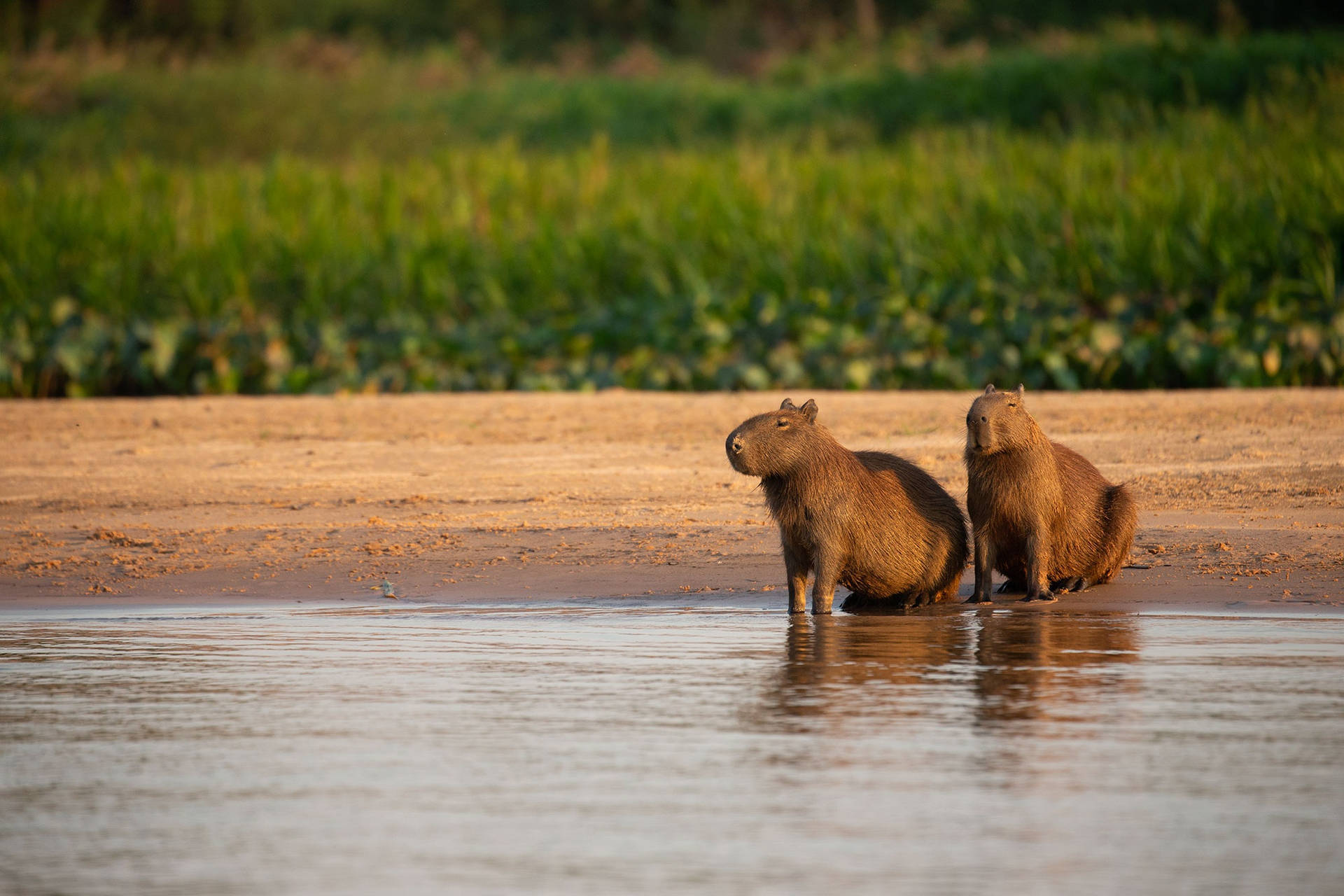 Capybara Couple By The Water Background