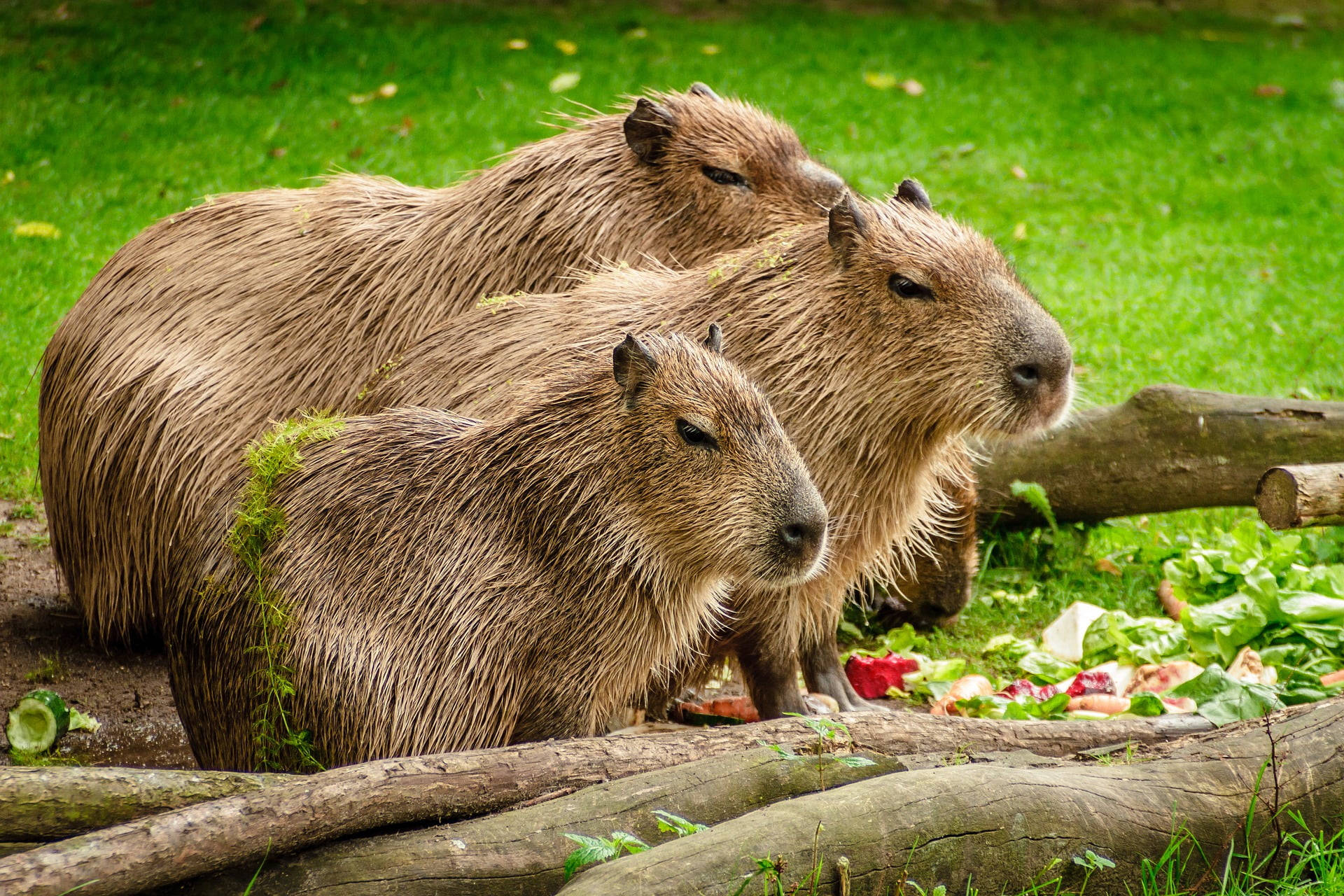 Capybara Family In Nature