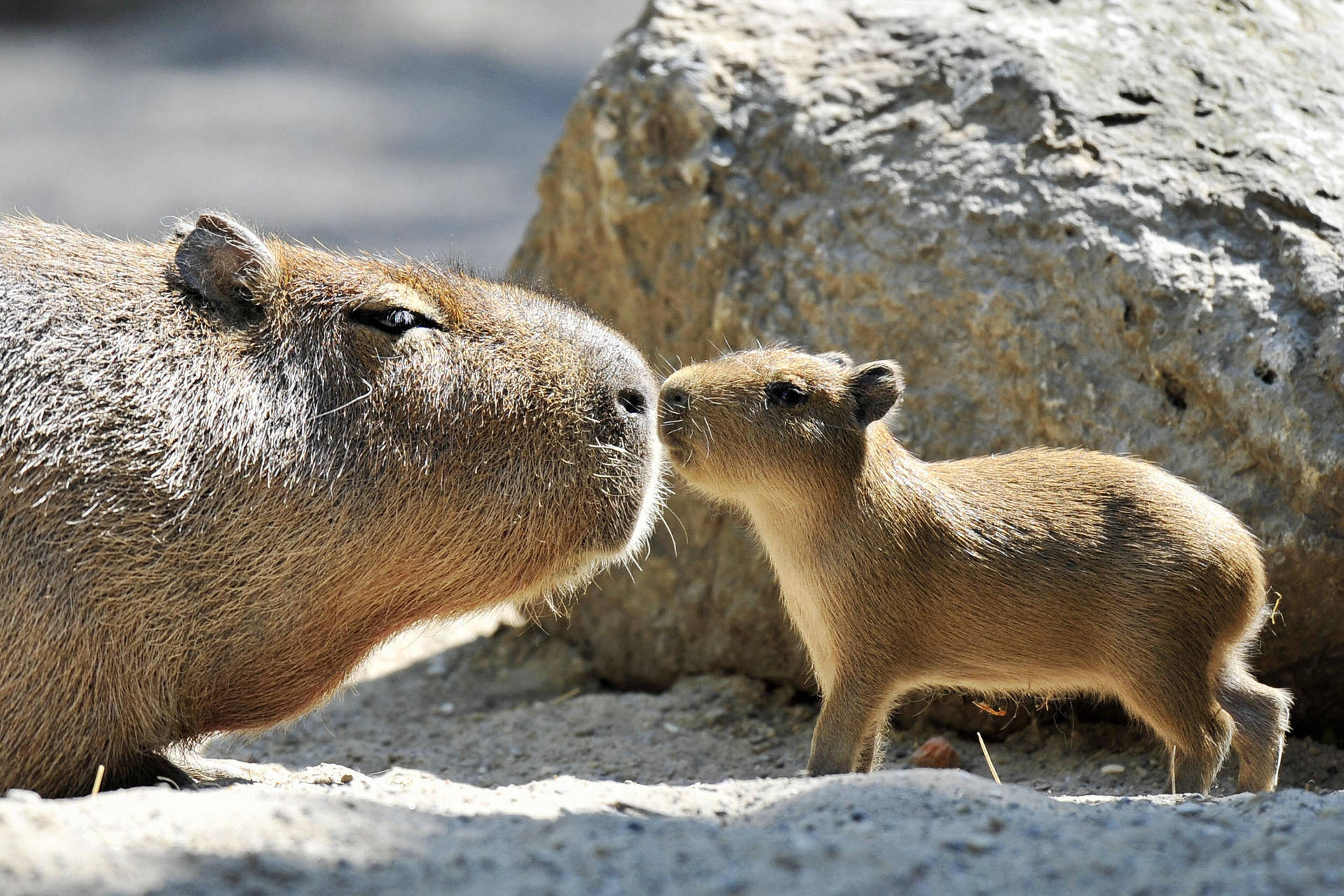 Capybara Family Kiss