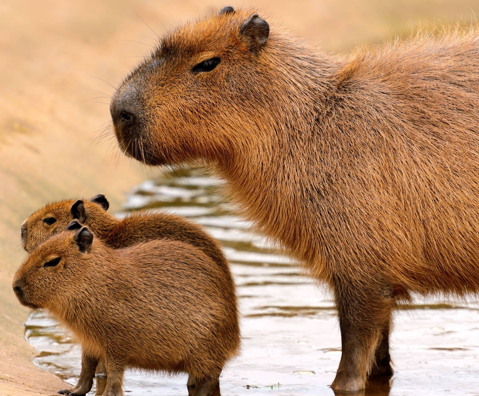 Capybara Family Out Of Water