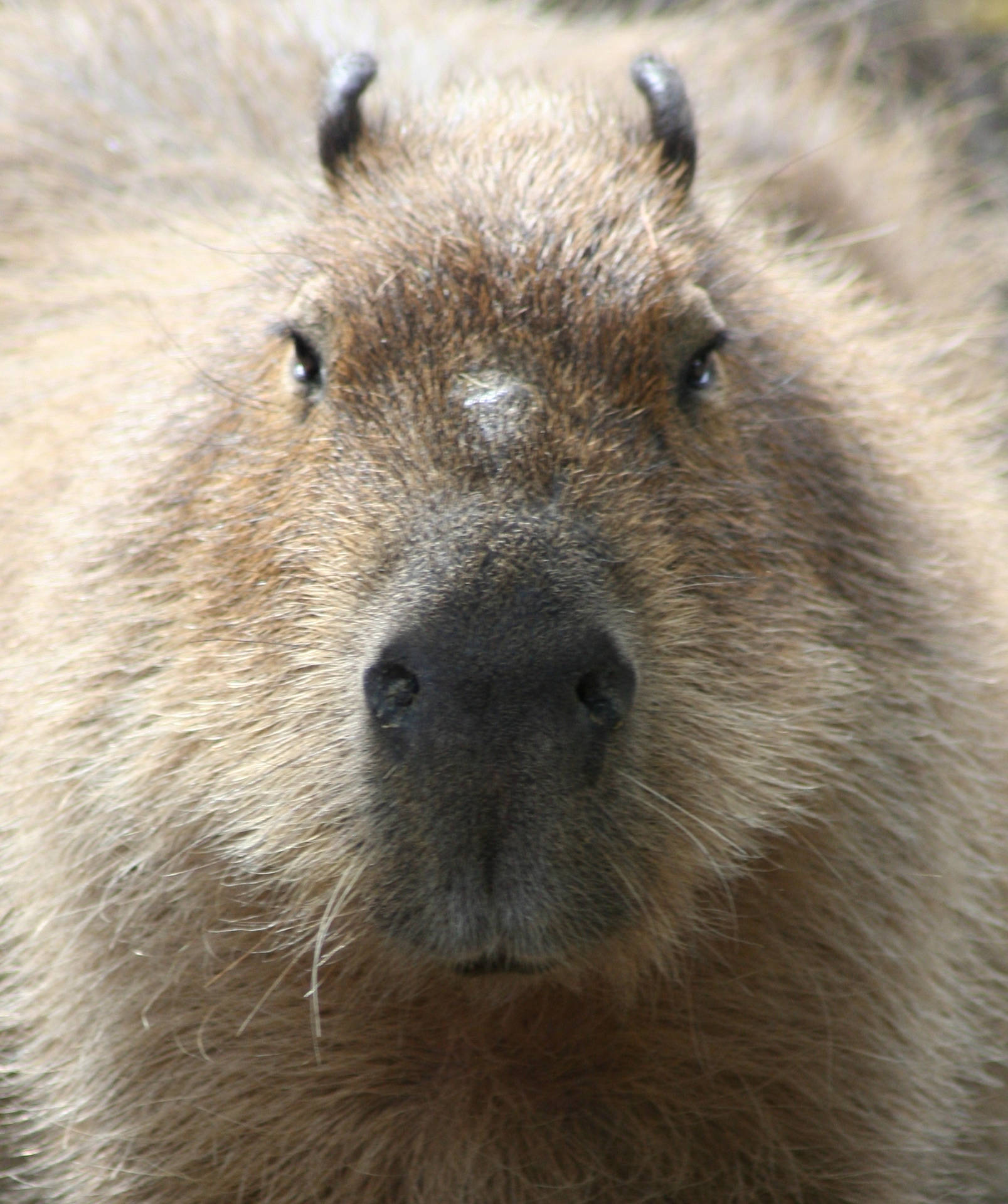 Capybara Frontal View Background