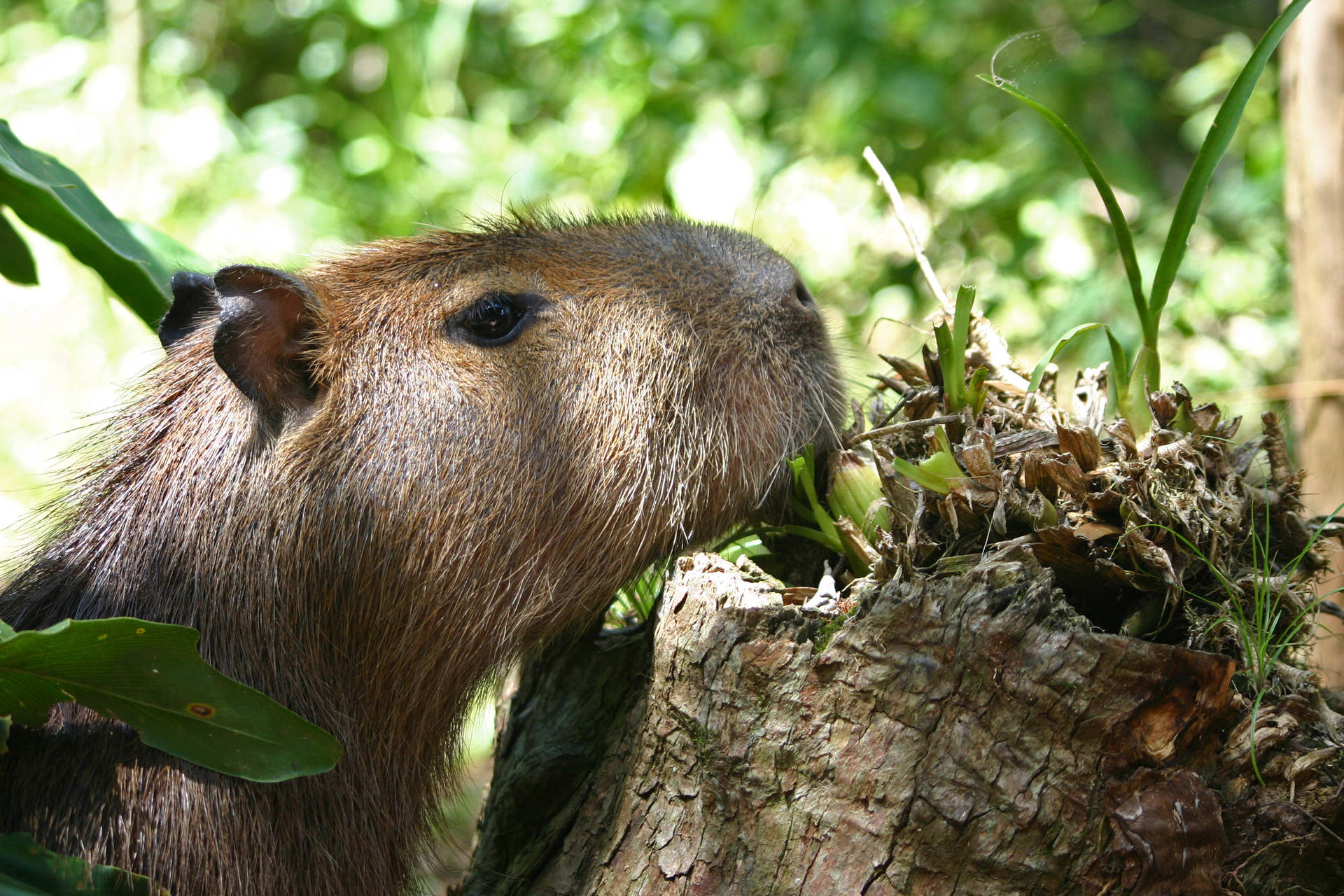 Capybara Gnawing On A Tree Stump Background