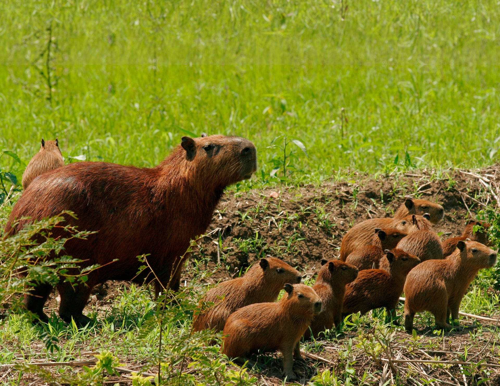 Capybara Mother With Her Babies