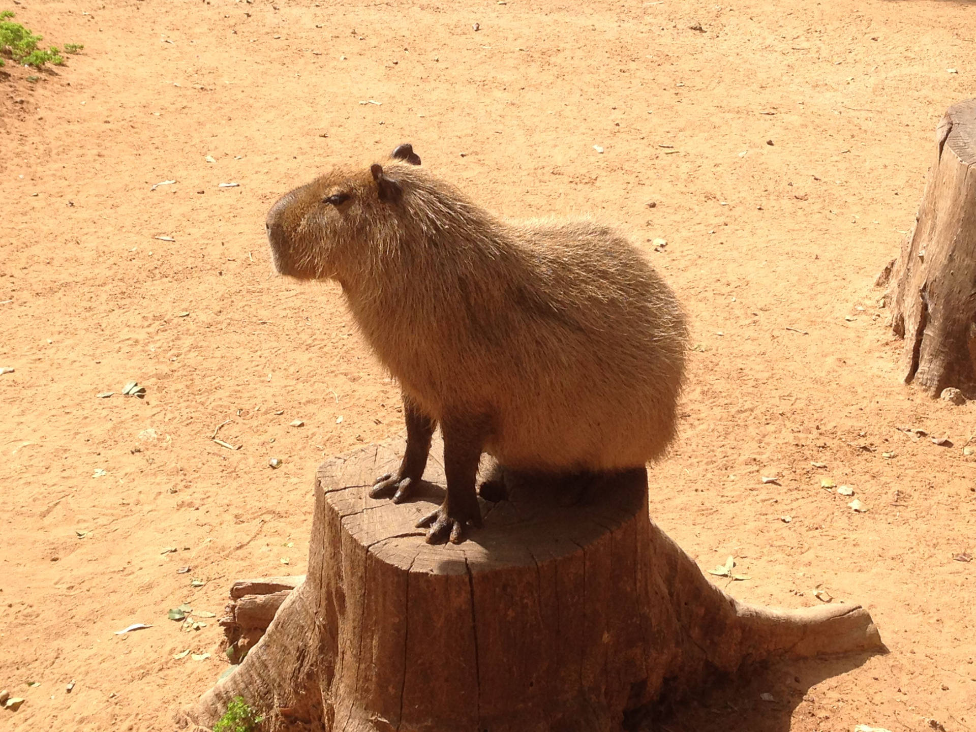 Capybara On Tree Stump Background